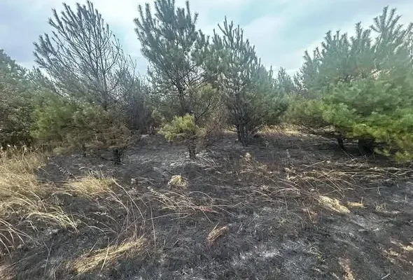 Pożar traw i lasu w Leszczawie Dolnej. Akcja strażaków z Birczy i okolic
